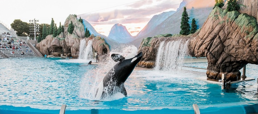 Sea World Photo, Killer Whale Breaching in Tank, Photo by NeONBRAND on Unsplash